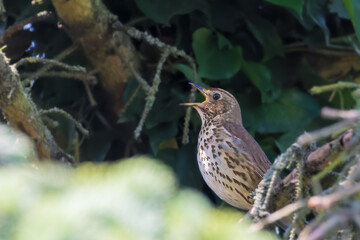 Song Thrush perched on a tree branch