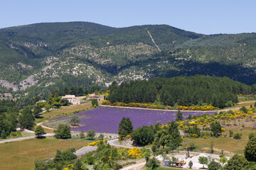 Lavendelfeld in Aurel