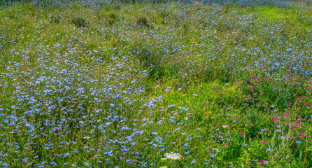 Chicor&eacute;e sauvage dans un pr&eacute;
