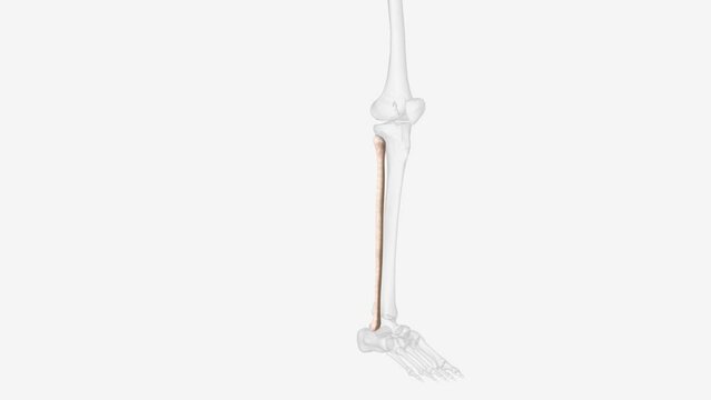 The fibula or calf bone is a leg bone on the lateral side of the tibia, to which it is connected above and below