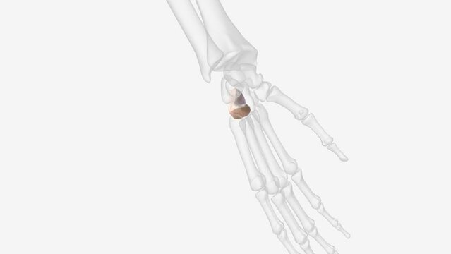 The hamate is an irregularly shaped carpal bone found within the hand