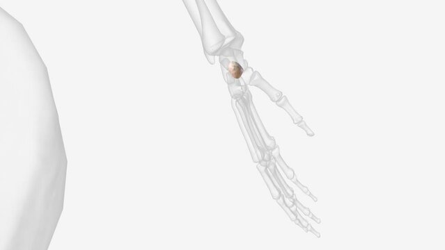 The pisiform is one of eight and smallest carpal bones that forms part of the wrist joint