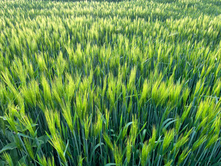 Background of a beautiful field with ripening rye. Rye close-up with copyspace