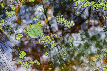 Close-up view of a backyard pond with water plants and reflections on the surface, and gravel under the water.