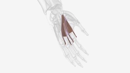 The palmar aponeurosis (palmar fascia) invests the muscles of the palm, and consists of central, lateral, and medial portions