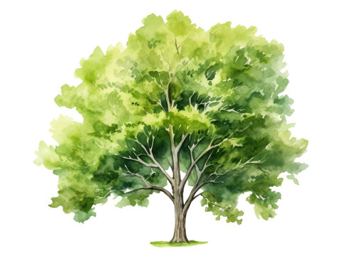 Watercolor illustration of a big green tree isolated on transparent background