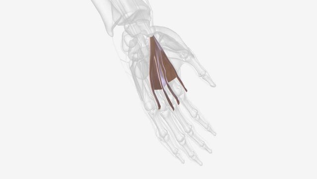 The palmar aponeurosis (palmar fascia) invests the muscles of the palm, and consists of central, lateral, and medial portions
