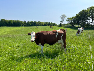 A cute cow grazing in a green meadow eats grass