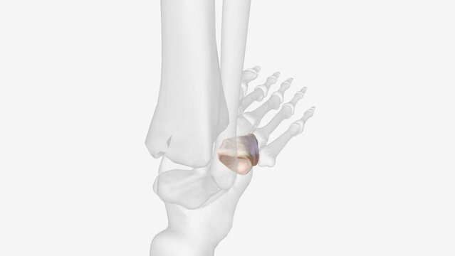 In the human body, the cuboid bone is one of the seven tarsal bones of the foot. Cuboid bone