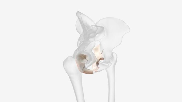 The ischium is made up of three parts the body, the superior ramus and the inferior ramus
