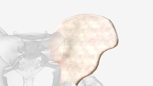 The ilium makes up the upper portion of the hip bone and pelvis