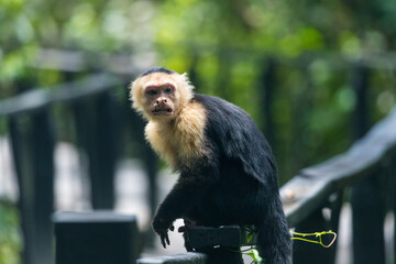 Costa Rica Natural Parks Monkeys and Birds Wildlife