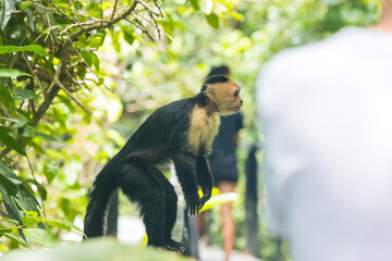 Costa Rica Natural Parks Monkeys and Birds Wildlife