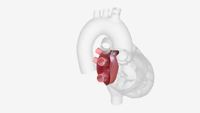 left atrium receives blood full of oxygen from the lungs .