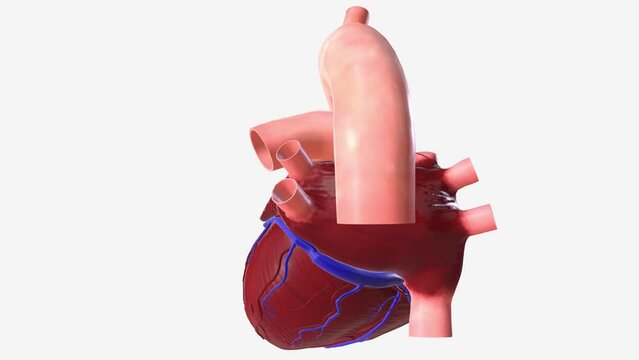 The heart is a fist-sized organ that pumps blood throughout your body. It's the primary organ of your circulatory system.