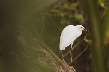 Costa Rica Natural Parks Monkeys and Birds Wildlife