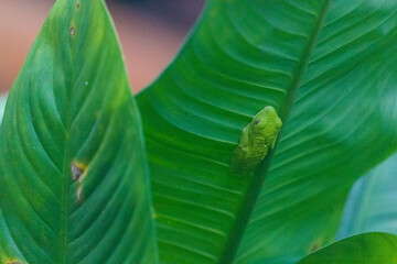 Costa Rica Natural Parks Monkeys and Birds Wildlife