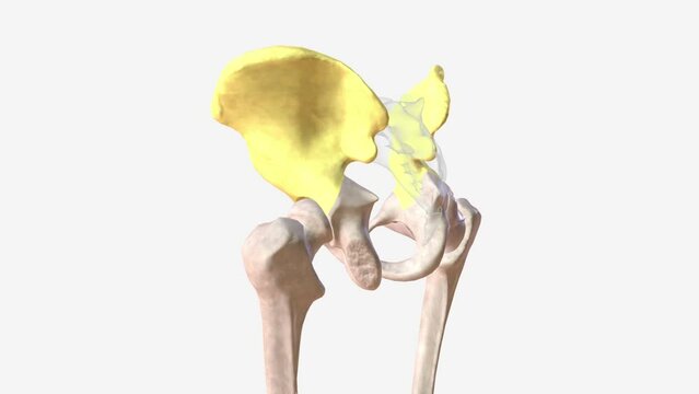 ilium is the widest and largest of the three parts of the hip bone, and is located superiorly