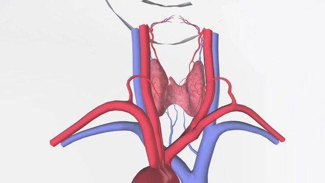 The superior thyroid vein ascends along the superior thyroid artery and becomes a tributary of the internal jugular vein .