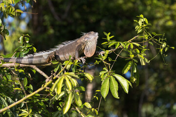 Costa Rica Natural Parks Monkeys and Birds Wildlife