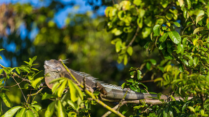 Costa Rica Natural Parks Monkeys and Birds Wildlife