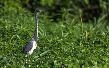 Costa Rica Natural Parks Monkeys and Birds Wildlife
