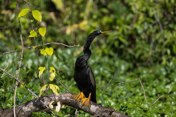 Costa Rica Natural Parks Monkeys and Birds Wildlife
