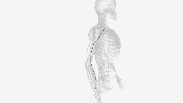 the cephalic vein is a superficial vein in the arm .