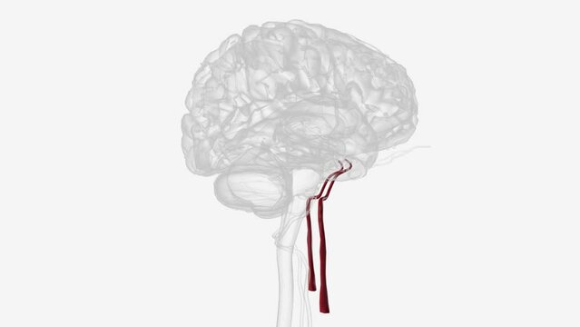artery forming the internal jugular veins .