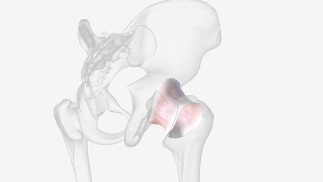 joint capsule is a sac-like fibrous capsule continuous with the periosteum of the articulating bones