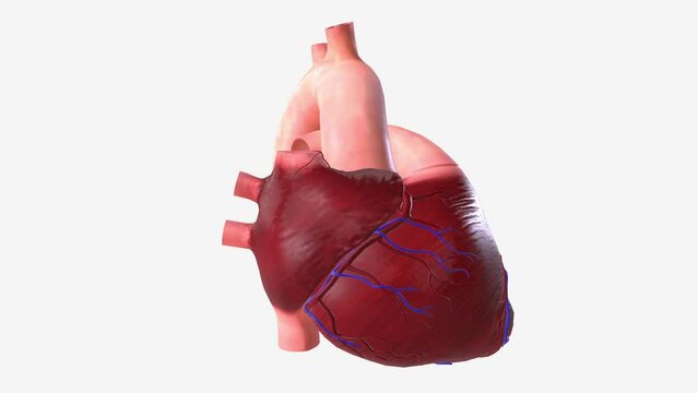 The heart is a fist-sized organ that pumps blood throughout your body. It's the primary organ of your circulatory system.