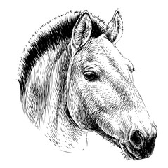 Przewalski's horse. Graphic portrait of a wild horse's head in sketch style on a white background. Digital vector graphics.