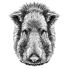  Chacoan peccary. Graphic portrait of a pig's head in sketch style on a white background. Digital vector graphics.