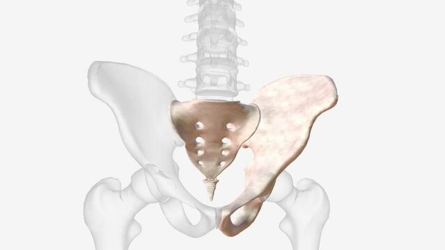 The sacrum is a shield-shaped bony structure that is located at the base of the lumbar vertebrae and that is connected to the pelvis