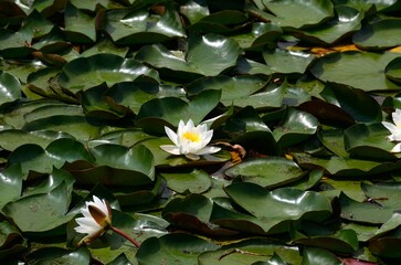 Nen&uacute;far en el lago Bled, Eslovenia