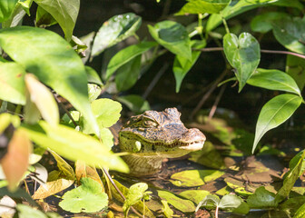 Costa Rica Natural Parks, monkeys, birds and wildlife