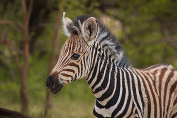 Fototapeta na wymiar Burchell's zebra foal portrait 
