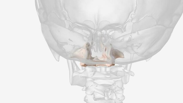The maxilla, also known as the upper jaw, is a vital viscerocranium structure of the skull