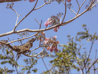 Costa Rica Natural Parks, monkeys, birds and wildlife