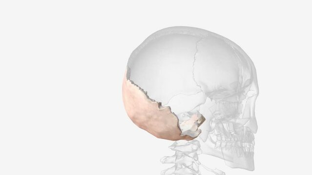 The occipital bone is the most posterior cranial bone and the main bone of the occiput