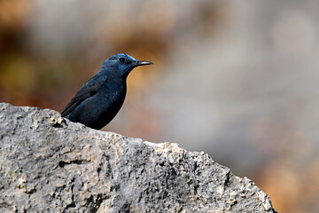 Blue rock thrush, male // Blaumerle (Monticola solitarius), Männchen - Peloponnese, Greece