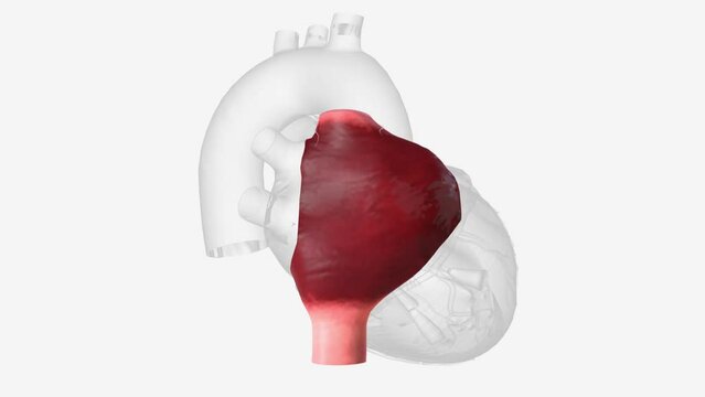 Right atrium: one of the four chambers of the heart.