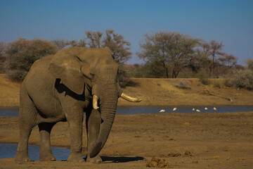 Large African Elephant Bull at the waters edge