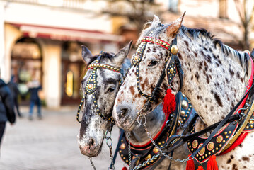 horses with carriage on the main square of Krakow