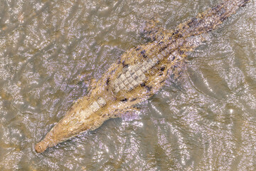 Costa Rica Natural Parks, monkeys, birds and wildlife