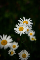 Fototapeta premium Blumen mit Tautropfen