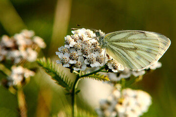 Schmetterling im Sommer auf Blüte