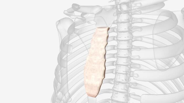 The sternum (or breastbone) is a flat bone located at the anterior aspect of the thorax