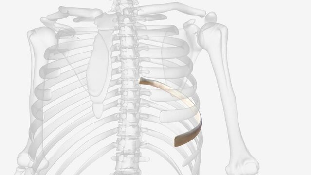 The rib remnant of the 7th cervical vertebra on one or both sides is occasionally replaced by a free extra rib called a cervical rib