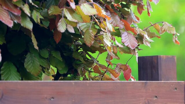 beech hedge behind wood fence, Fagus sylvatica 
